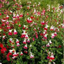 SALVIA GREGII HOTLIPS (ROUGE ET BLANC)