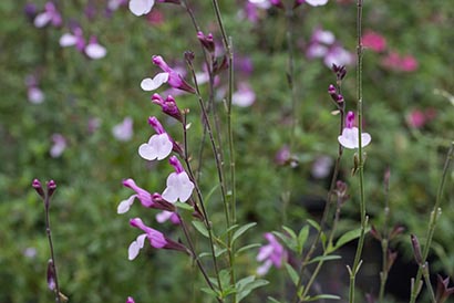 SALVIA GREGII JOY (ROSE)