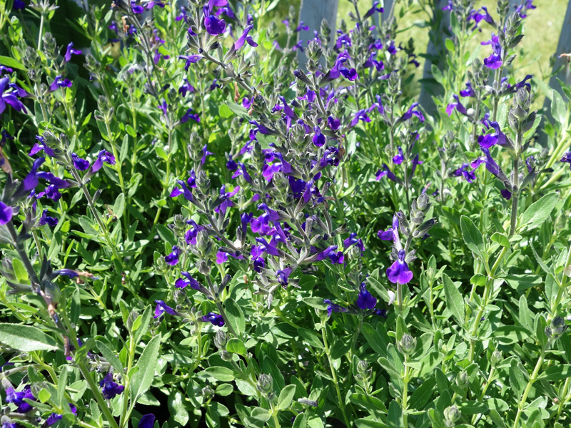 SALVIA GREGII LYCIOIDES