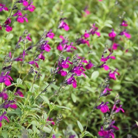 SALVIA GREGII VIOLETTE DE LOIRE (VIOLET)