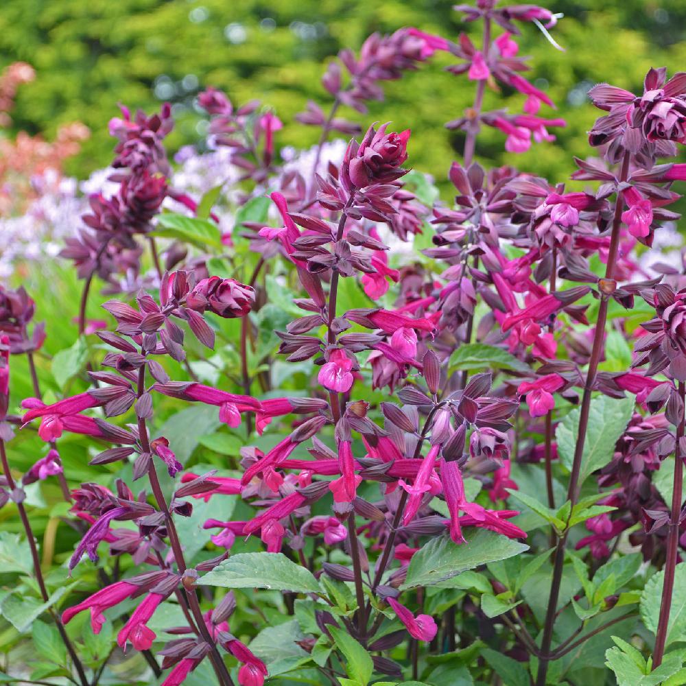 [11055] SALVIA LOVE AND WHISHES (Caduc, 100/150)