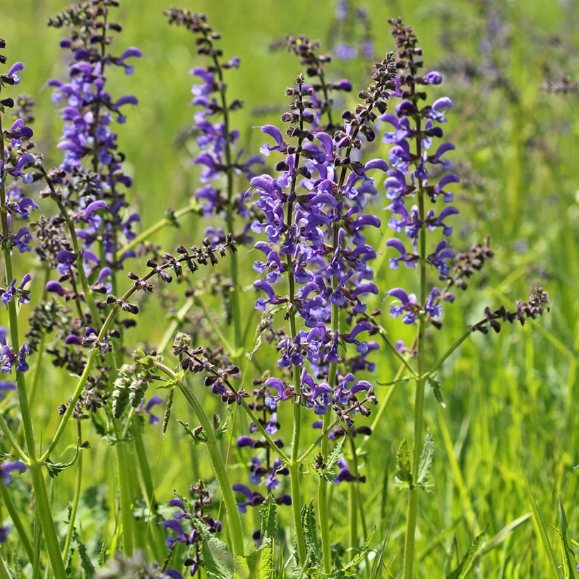 SALVIA PRATENSIS