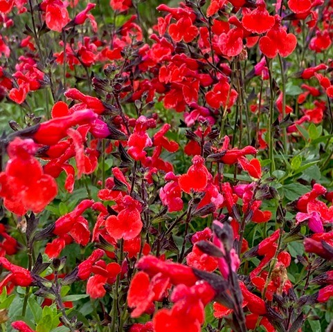 SALVIA ROYAL BUMBLE (ROUGE)
