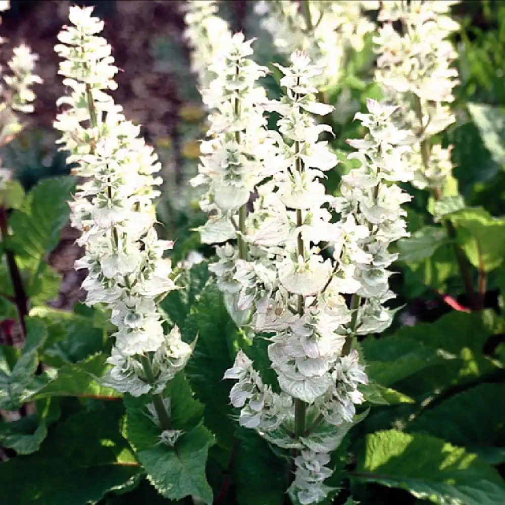 [11073] SALVIA SCLAREA