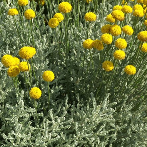SANTOLINA CHAMAECYPARISSUS