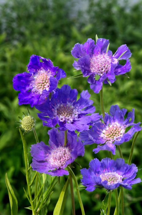 [11183] SCABIOSA CAUCASICA GDT (Caduc, 50/100)