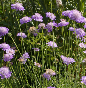 [11187] SCABIOSA COLUMBARIA NANA (Caduc, 0/20)