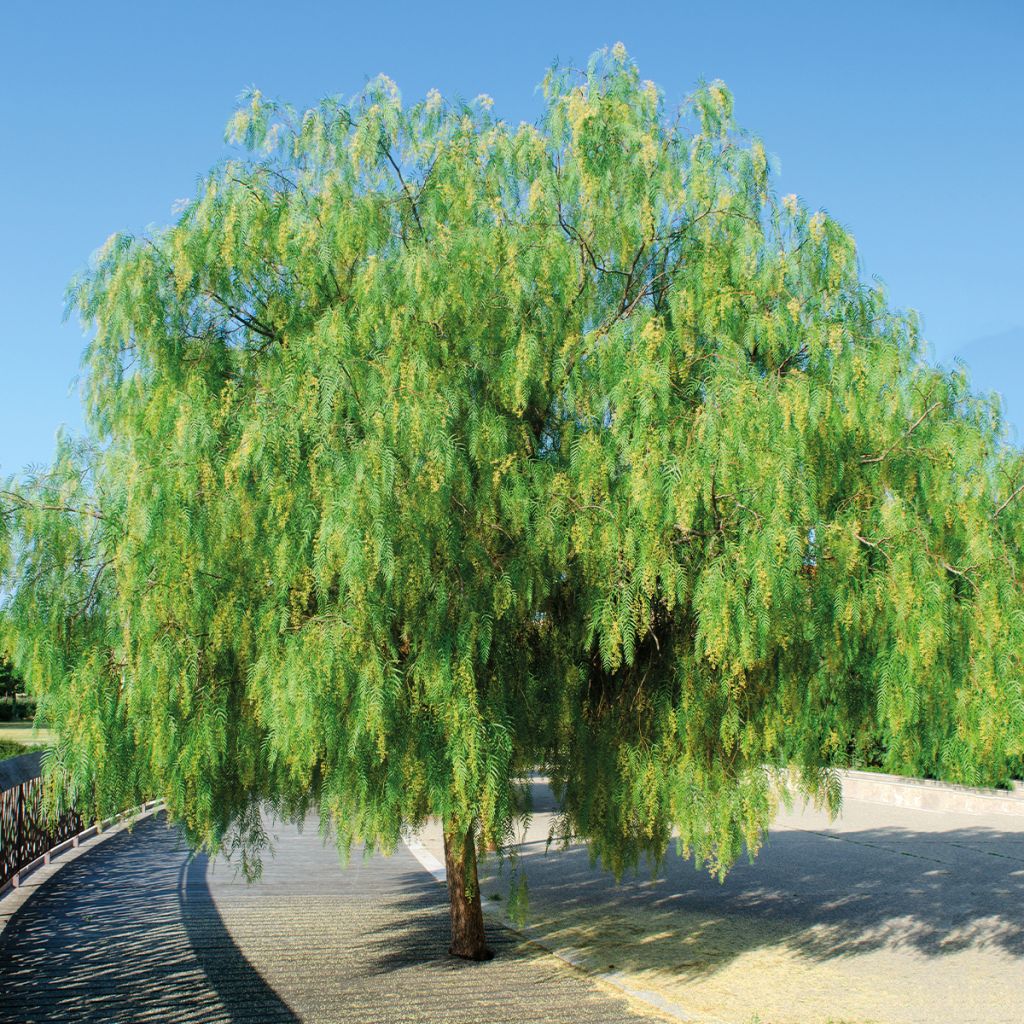 SCHINUS MOLLE (FAUX POIVRIER)