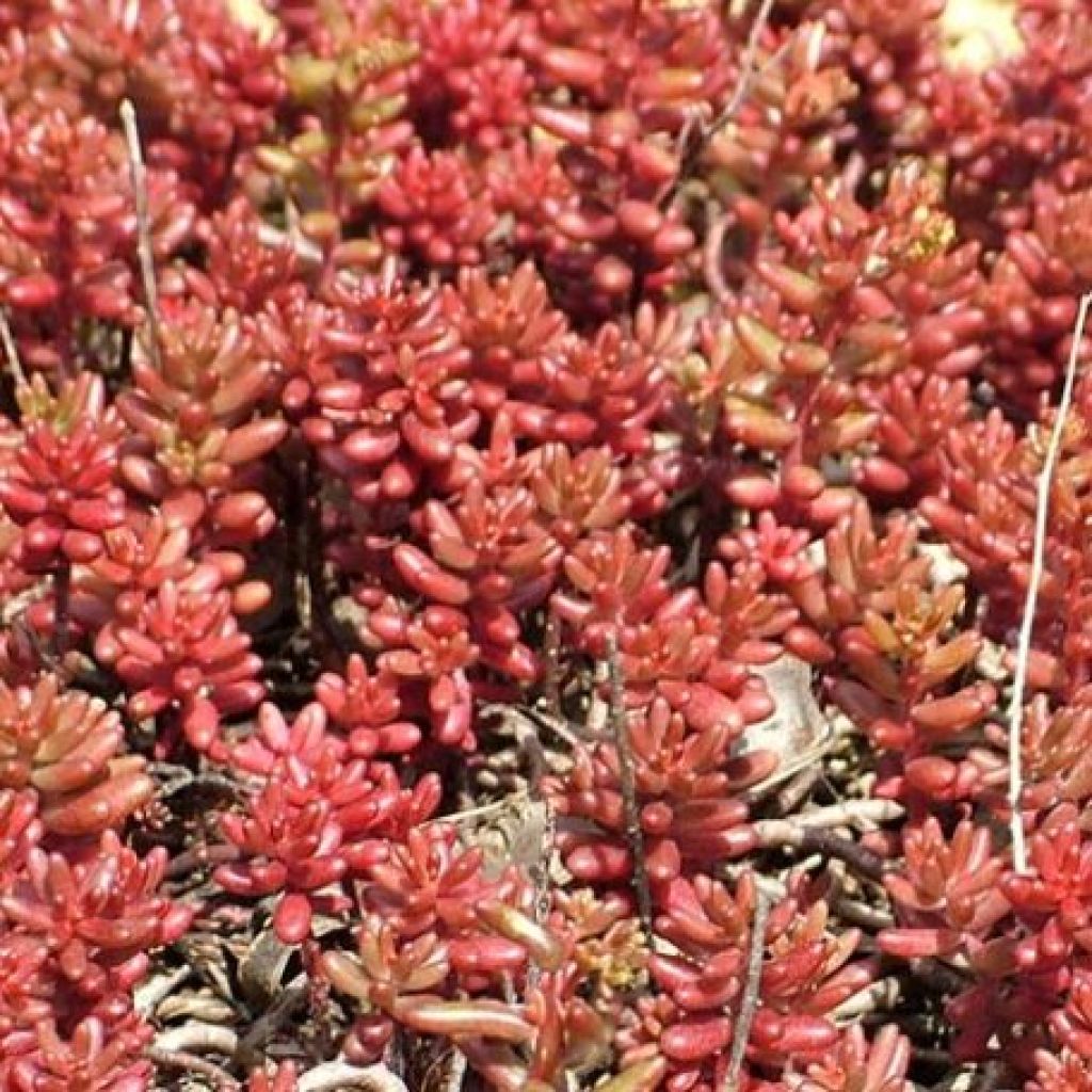 SEDUM ALBUM MURALE