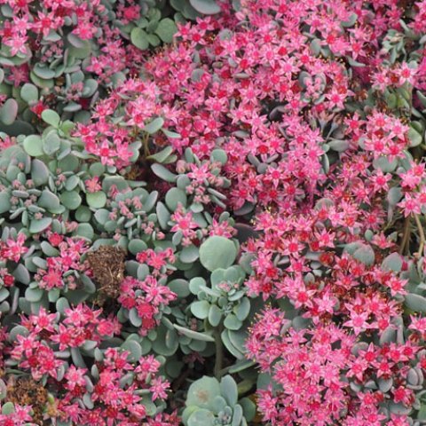 SEDUM CAUTICOLA