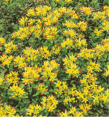 [11230] SEDUM FLORIFERUM