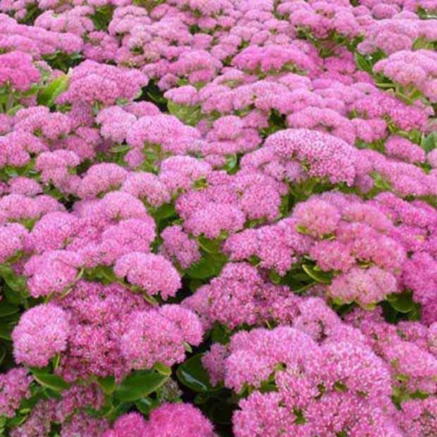SEDUM HERBSTFREUD