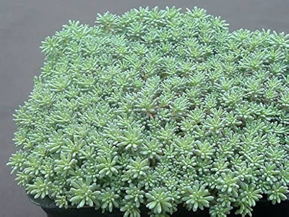 [11235] SEDUM HISPANICUM (Caduc, 0/20)