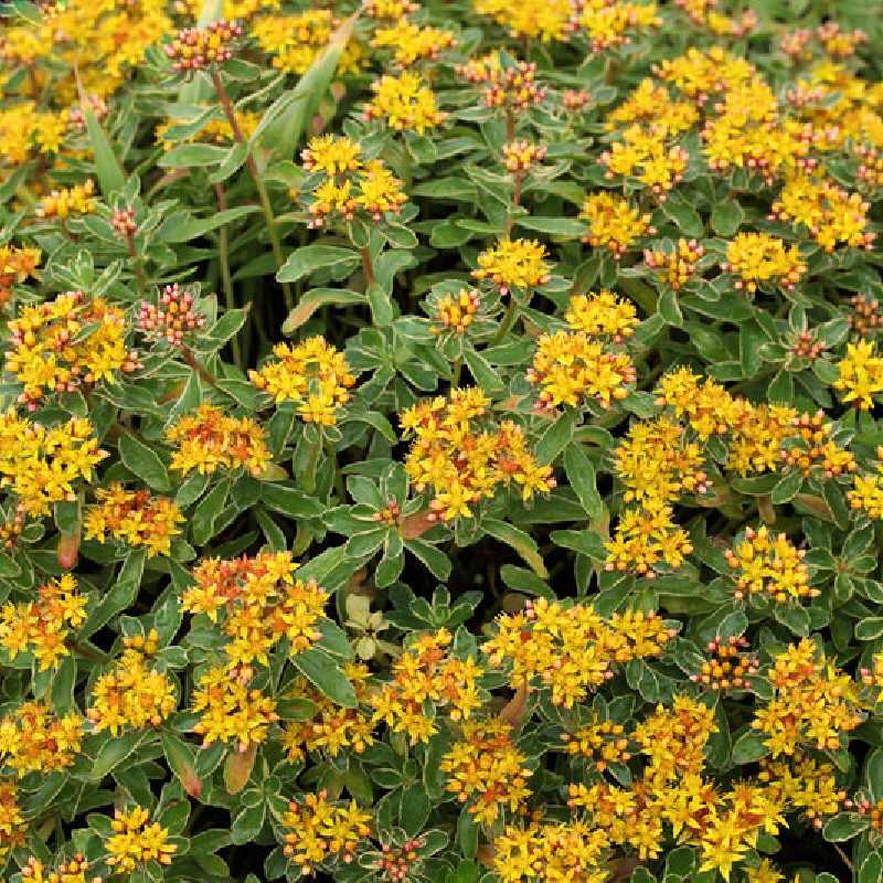 SEDUM KAMTSCHATICUM