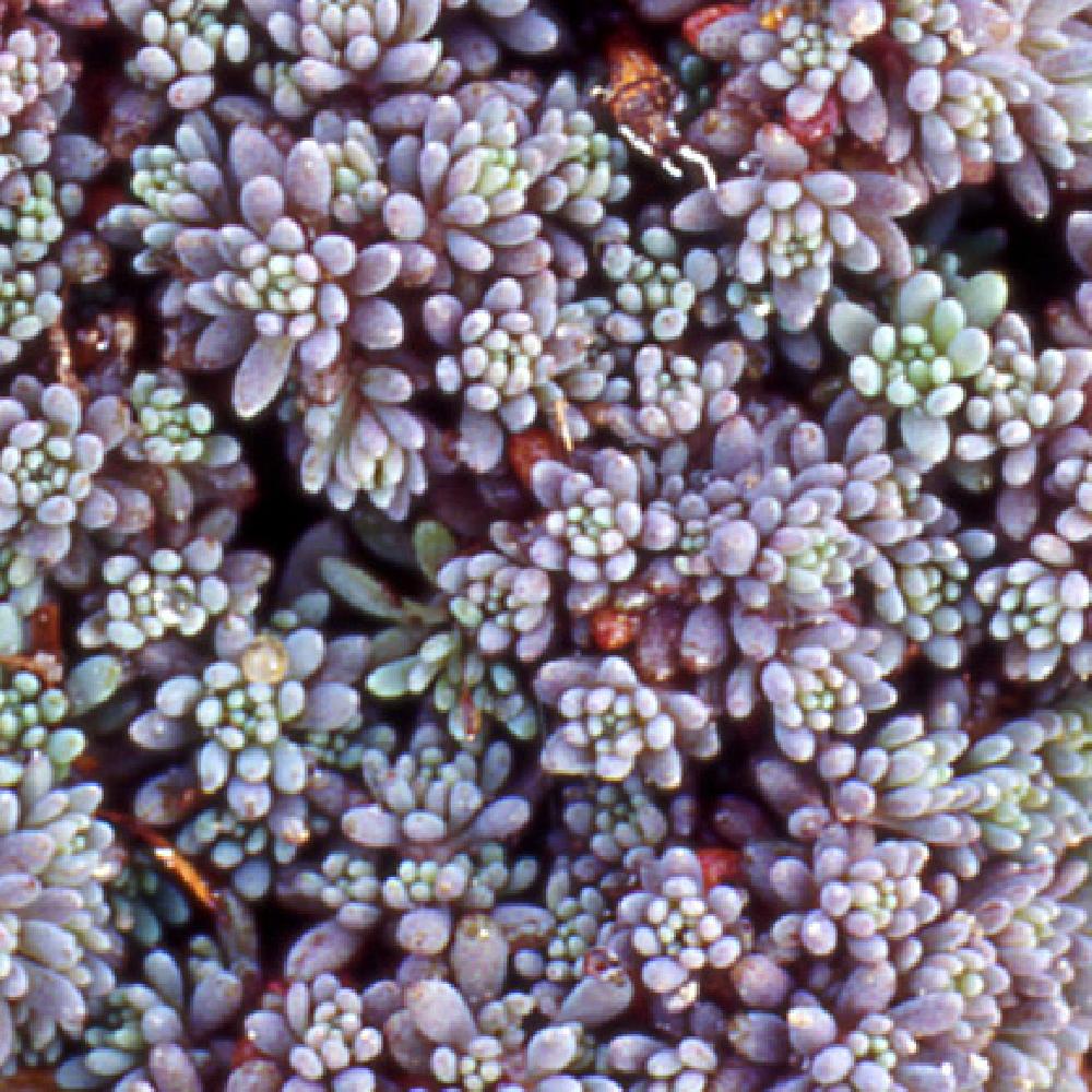 SEDUM LYDIUM