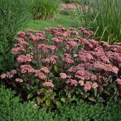 SEDUM MATRONA