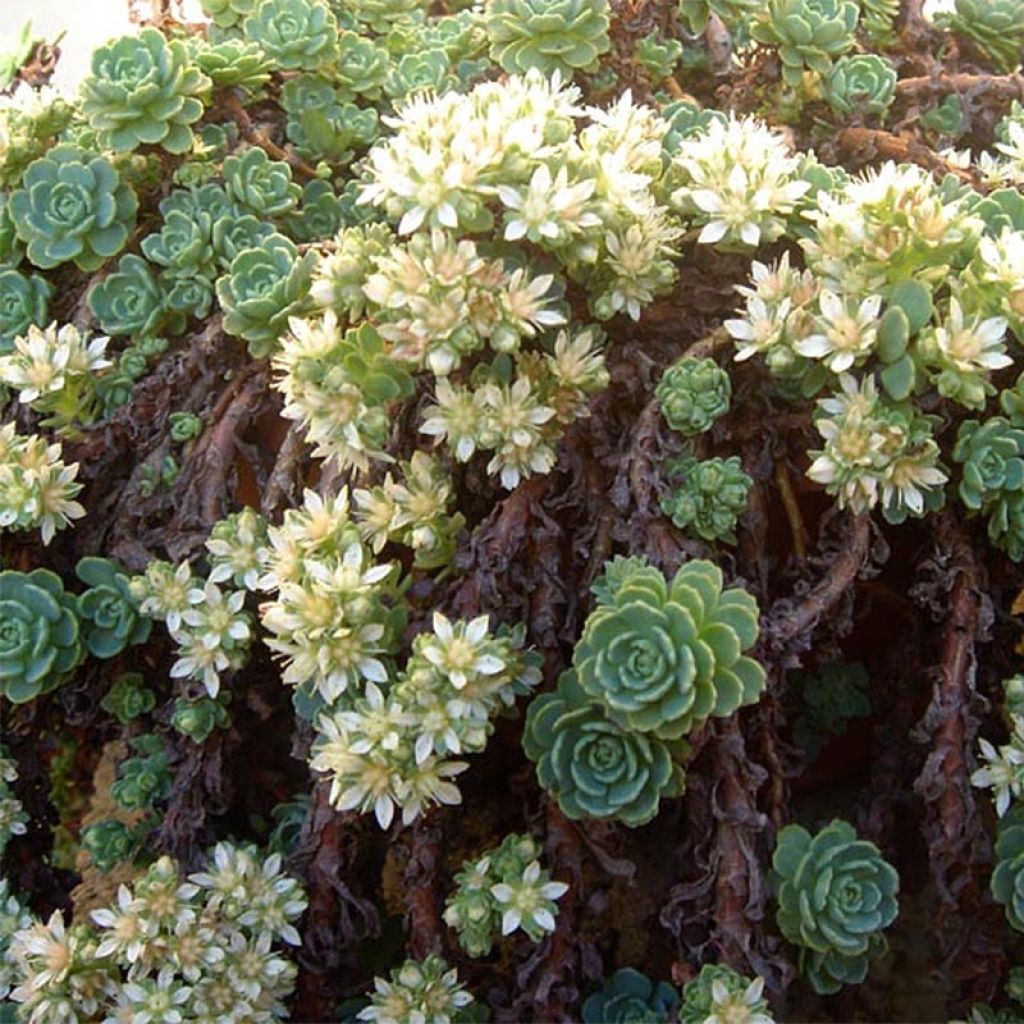 [11246] SEDUM PACHYCLADOS