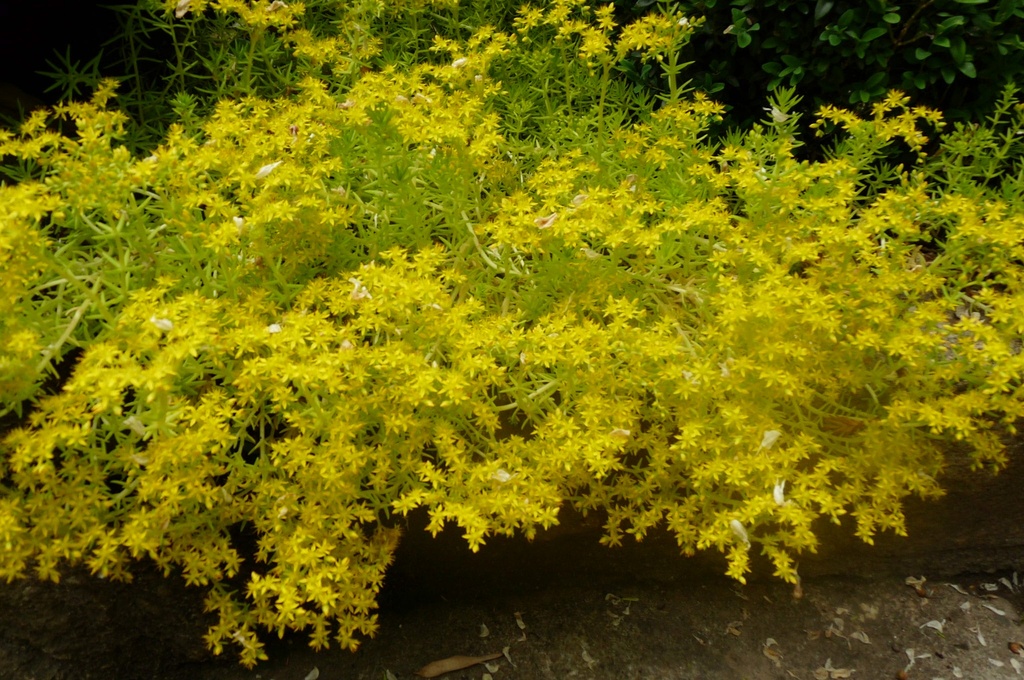 SEDUM REFLEXUM