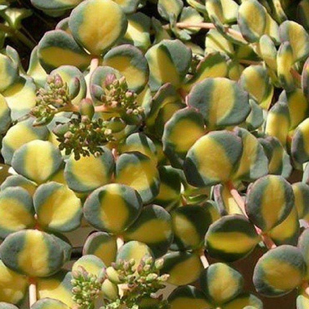 [11252] SEDUM SIEBOLDII