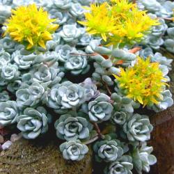 [11254] SEDUM SPATHULIFOLIUM