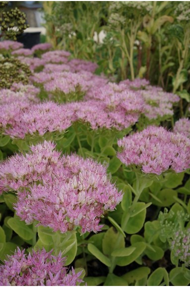 [11256] SEDUM SPECTABILE