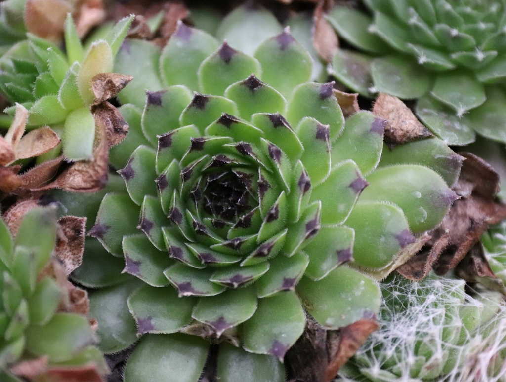SEMPERVIVUM