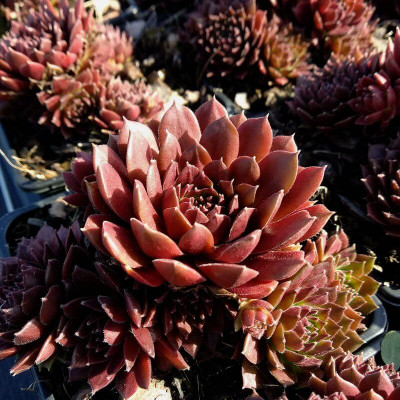 [11267] SEMPERVIVUM FEUILLE ROUGE (Persistant, 0/20)