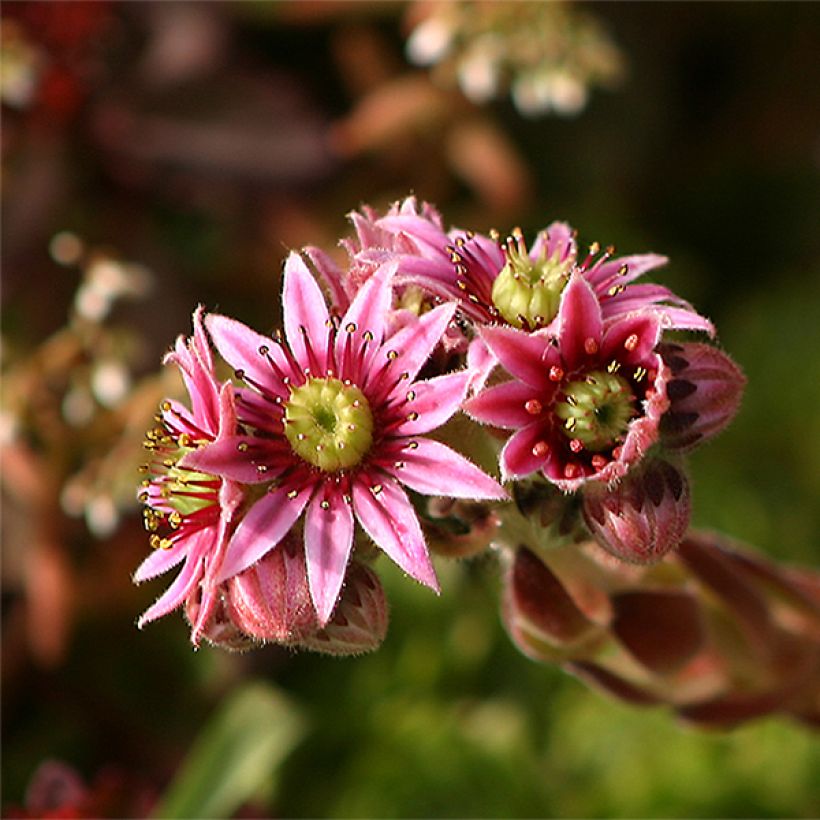 [11270] SEMPERVIVUM TECTORUM ROSE (Persistant, 0/20)