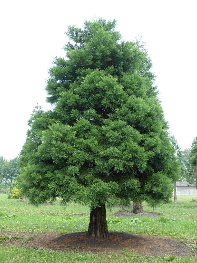SEQUOIADENDRON GIGANTEUM