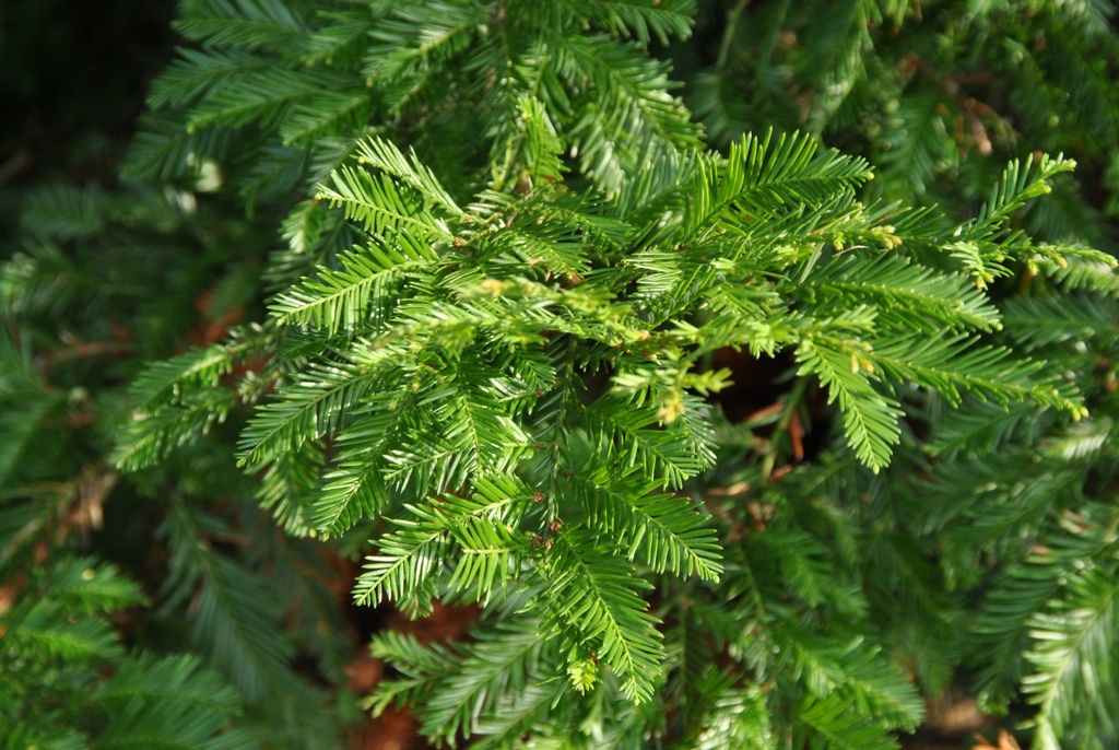SEQUOIADENDRON SEMPERVIRENS