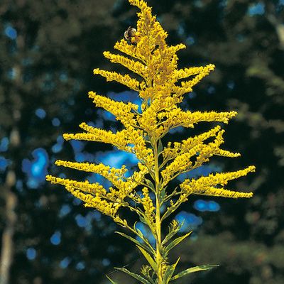[11307] SOLIDAGO CANADENSIS (Caduc, 100/150)