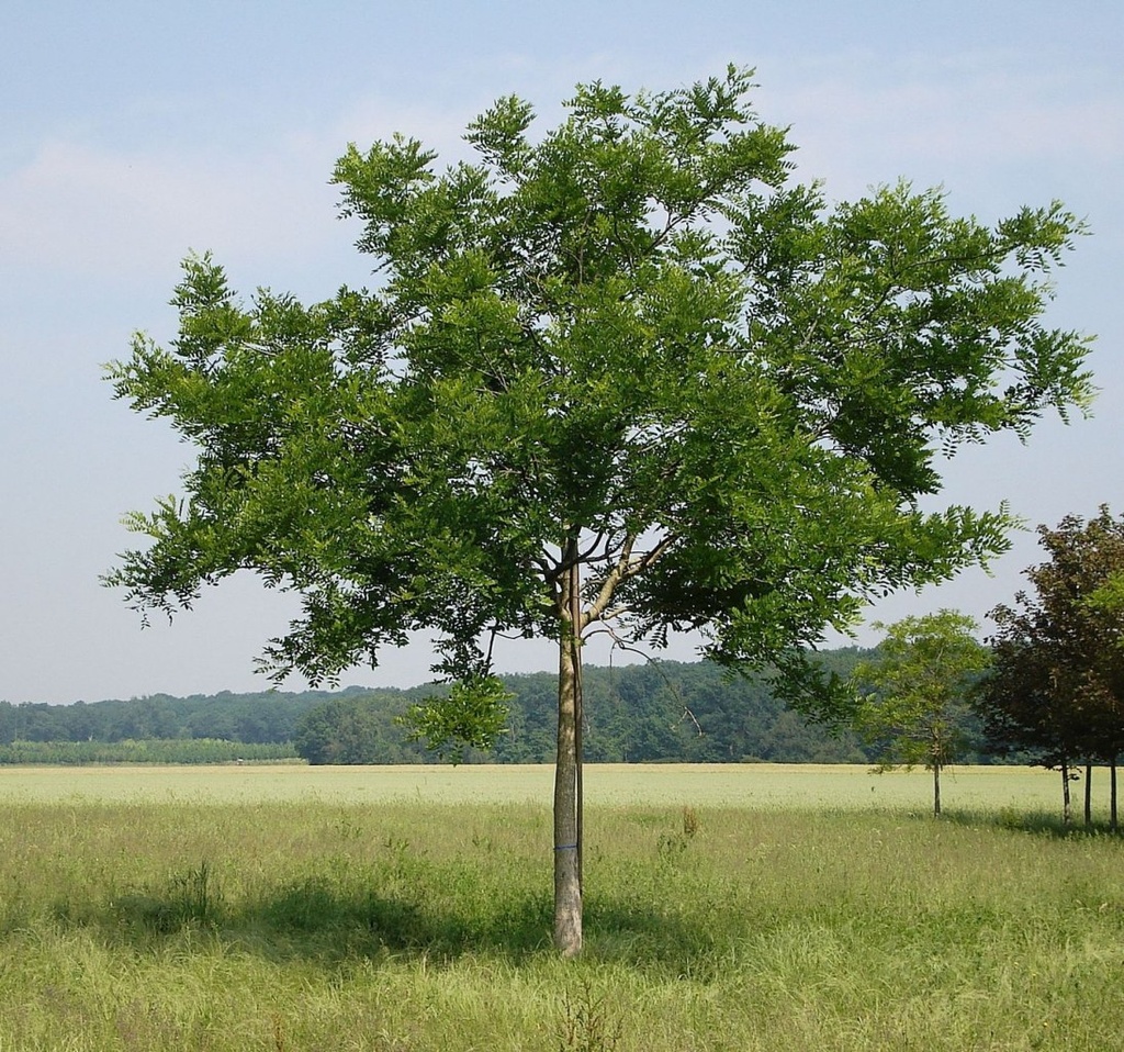 SOPHORA JAPONICA - TIGE
