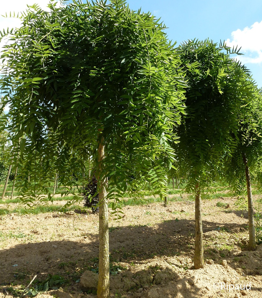 SOPHORA JAPONICA KARAKA PENDULA - TIGE