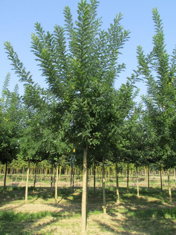 SOPHORA JAPONICA REGENT - TIGE