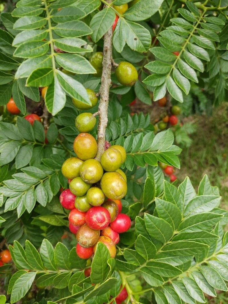 SPONDIAS PURPUREA - DEMI TIGE