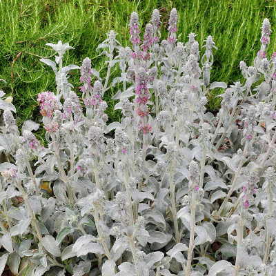 STACHYS BYZANTINA LANATA ARGENTÉ