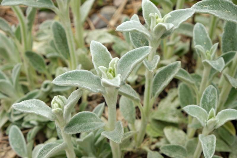 [11487] STACHYS BYZANTINA SILKY FLEECE (Persistant, 0/20)