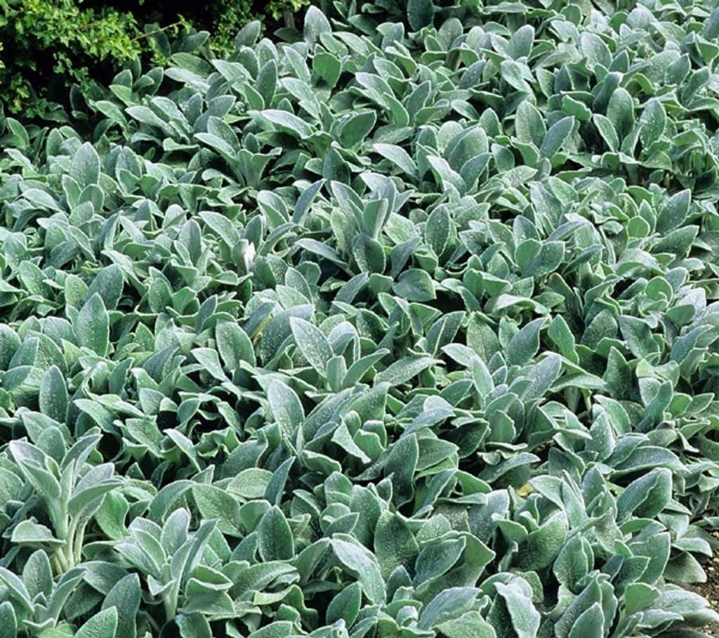 [11490] STACHYS SILVERCARPET (Persistant, 20/40)