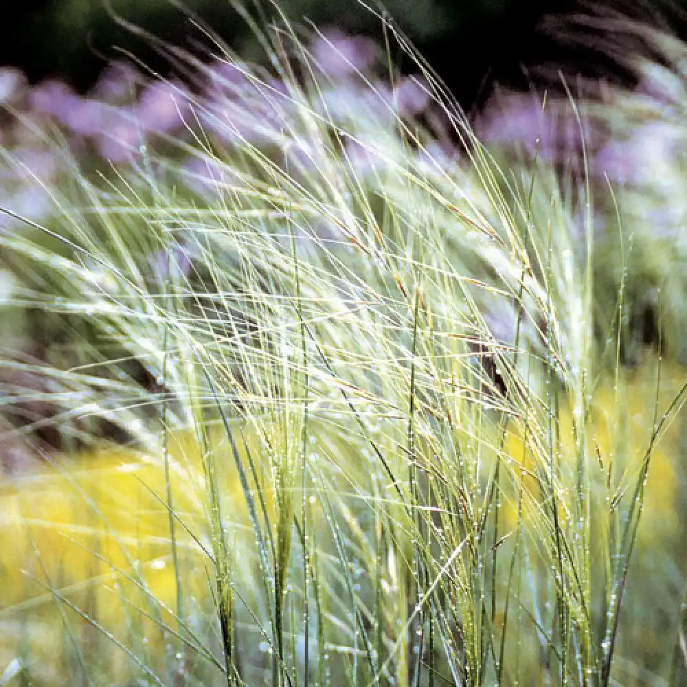 [11502] STIPA CAPILLATA GDT