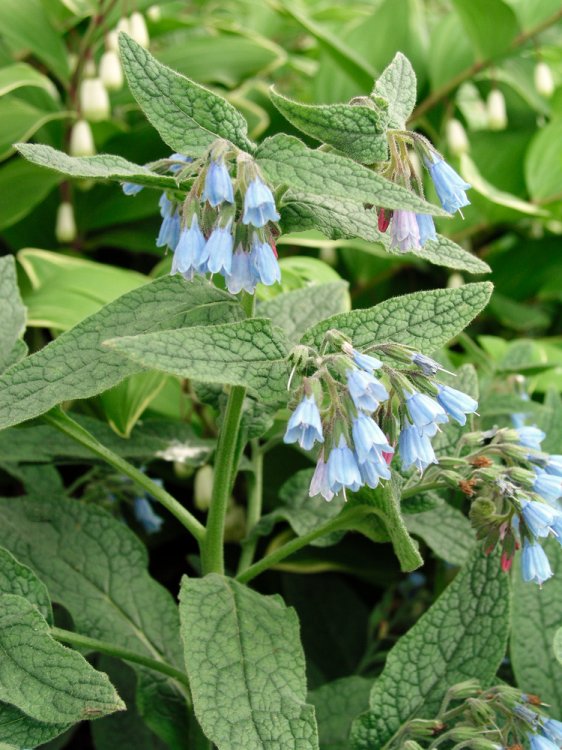 SYMPHYTUM HIDCOTE BLUE