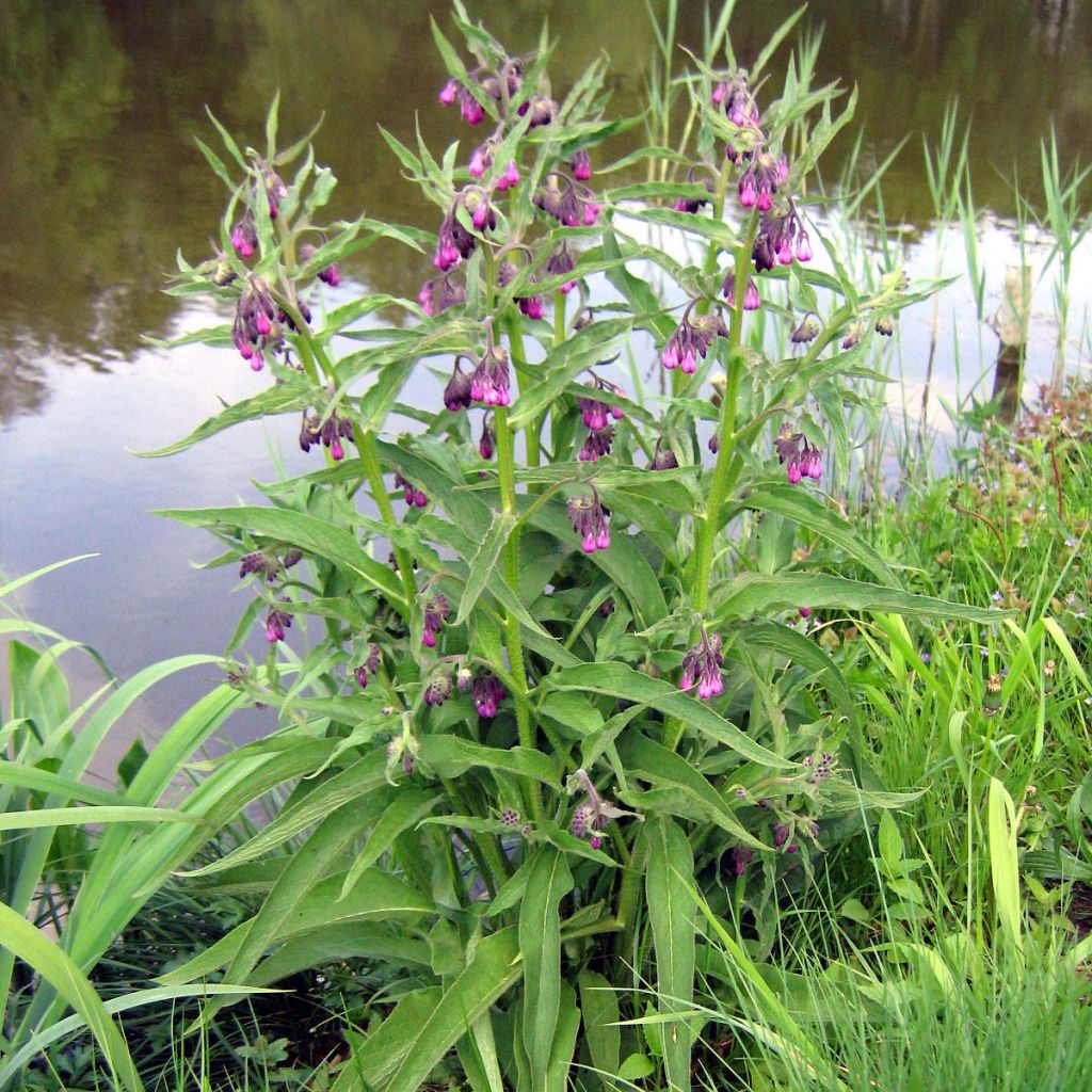 SYMPHYTUM OFFICINALIS VIOLET CONSOUD