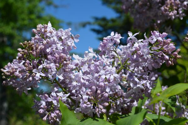 SYRINGA HYACINTHIFLORA LAVENDER LADY