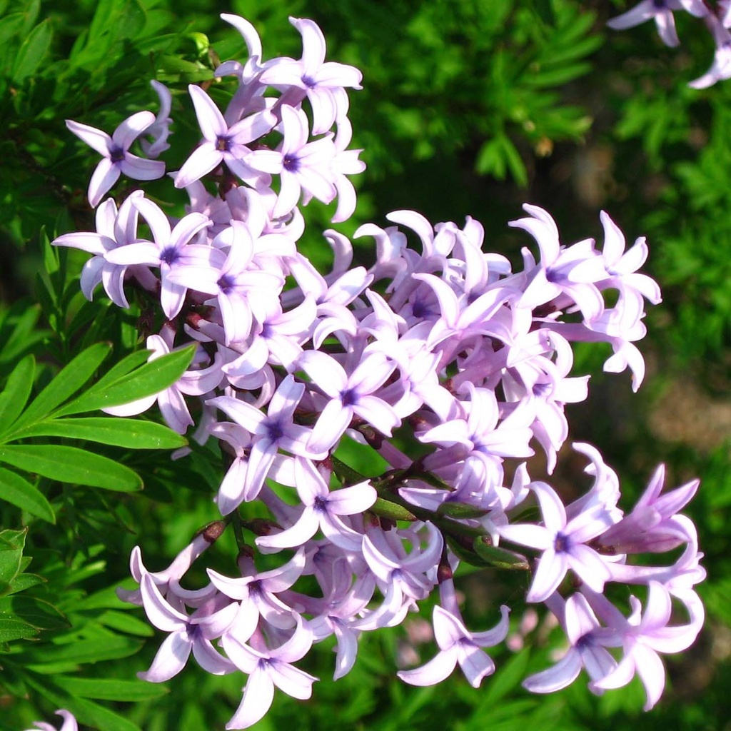 SYRINGA PERSICA LACINIATA - DEMI TIGE