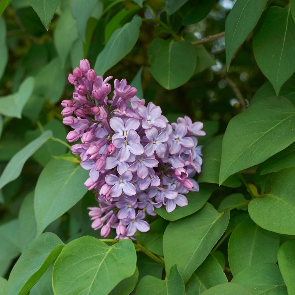[11569] SYRINGA VULGARIS