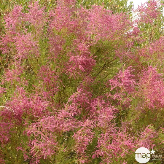 [11596] TAMARIX AESTIVALIS (RAMOSISSIMA ROSEA (Caduc, 3 à 5 m)