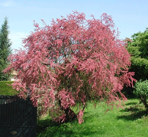 TAMARIX AFRICANA - DEMI TIGE