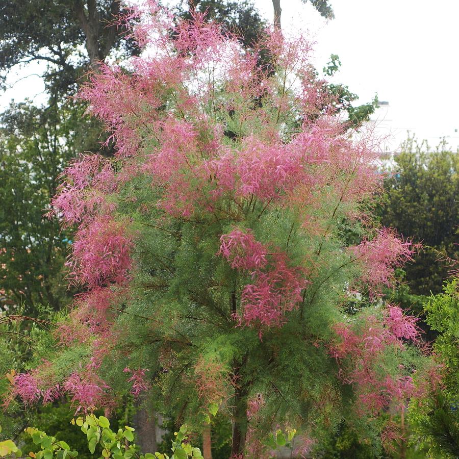 TAMARIX RAMOSISSIMA PINK CASCADE