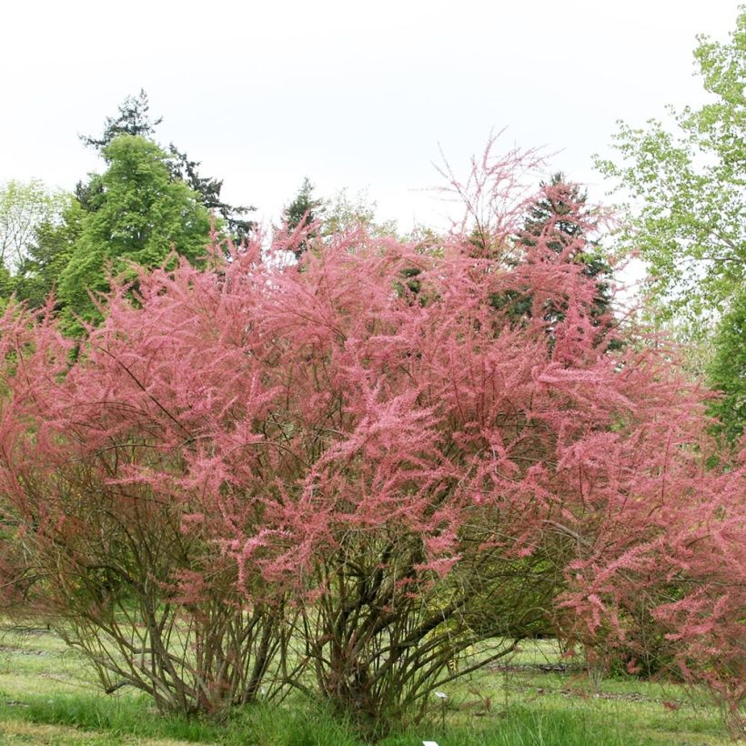 TAMARIX RAMOSISSIMA RUBRA - DEMI TIGE