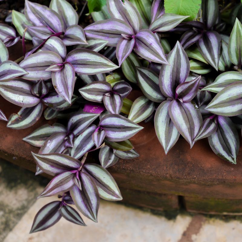 TRADESCANTIA ZEBRINA PURPUSII