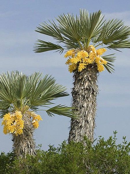 TRITHRINAX CAMPESTRIS
